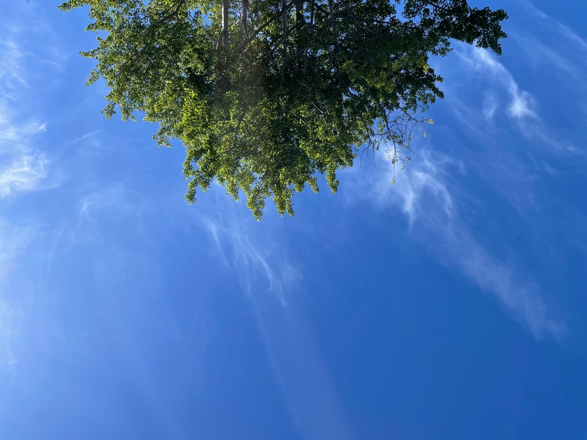 Thy Will Be&nbsp;Done